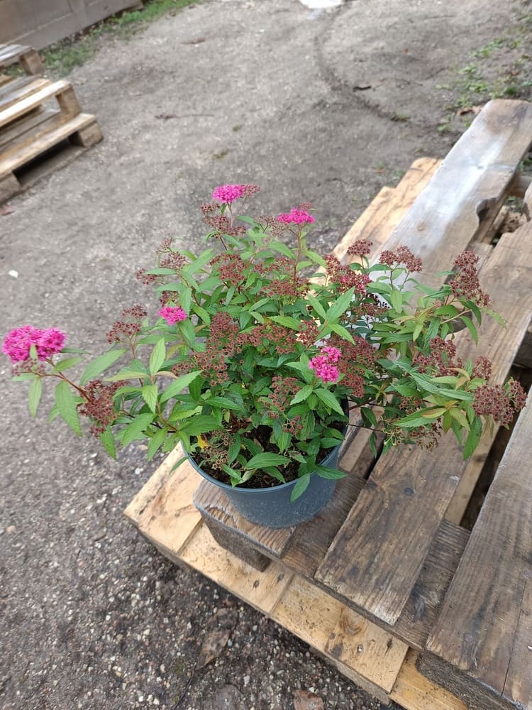 Spiraea ‘Anthony Waterer’ – Arbuste à floraison rose décorative | Massifs et haies