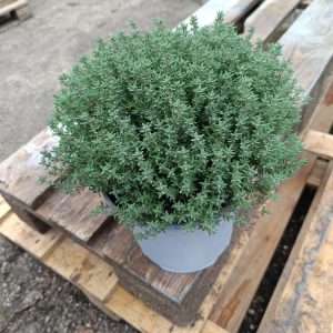 Thym – Thymus vulgaris | Plante aromatique méditerranéenne