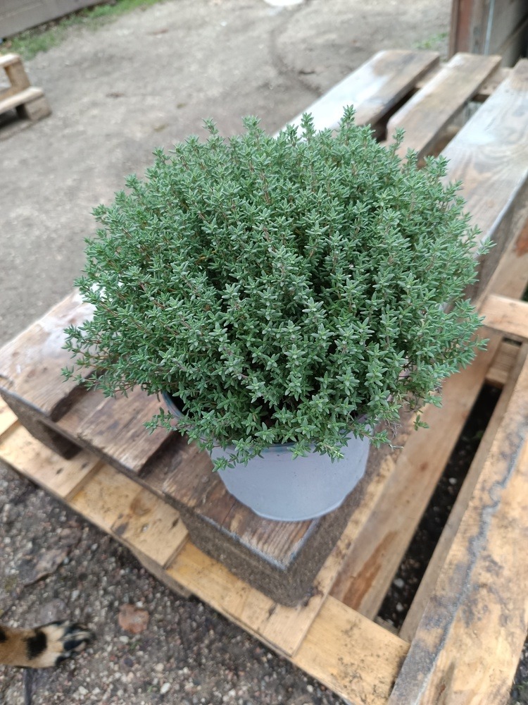 Thym – Thymus vulgaris | Plante aromatique méditerranéenne