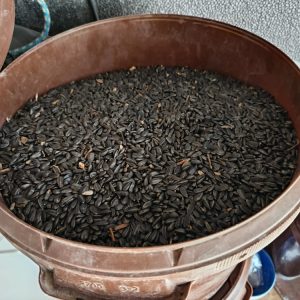 Graines de tournesol pour basse-cour – Alimentation naturelle (Jardin d’Alain)