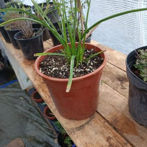 Une plante graphique aux fleurs en torches flamboyantes !