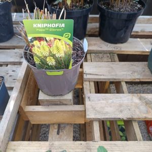 Tritoma (Kniphofia) – Vivace à fleurs rouges/orangées exotique | Le Jardin d’Alain Bligny-lès-Beaune