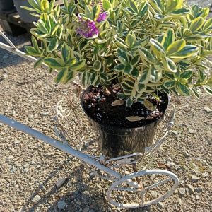 Veronica arbustive panachée : éclat de couleurs et charme en bouquet ! »