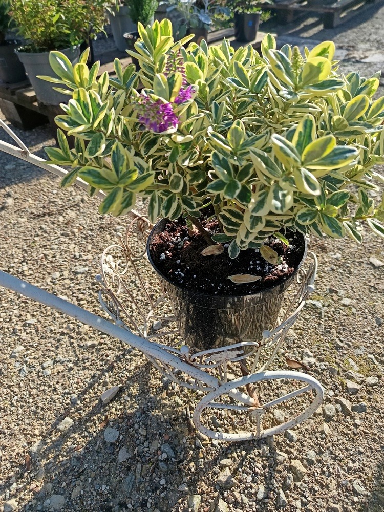 Veronica arbustive panachée : éclat de couleurs et charme en bouquet ! »