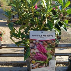 Un arbuste compact, coloré et très florifère
