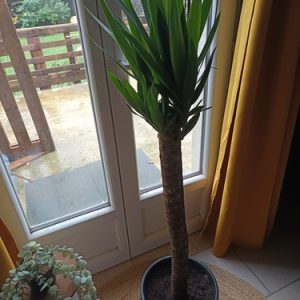 Yucca elephantipes – Plante verte d’intérieur | Plante résistante et décorative