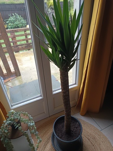 Yucca elephantipes – Plante verte d’intérieur | Plante résistante et décorative