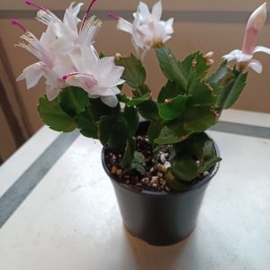 cactus de noël en fleurs