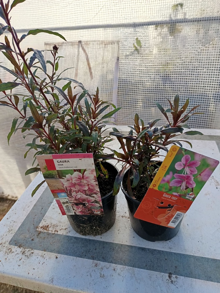 Plantes vivaces : conseils pour les choisir, les planter et les entretenir à Bligny-lès-Beaune