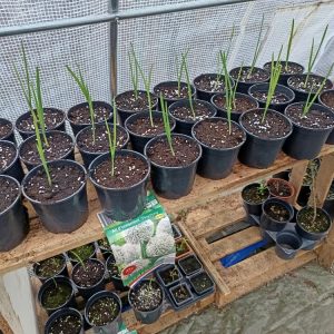 oignon d'ornement décoratif