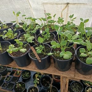 renoncules en mélanges