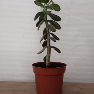 Arbre de Jade – Crassula ovata