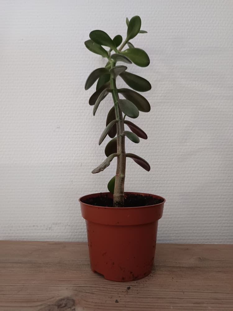 Arbre de Jade – Crassula ovata