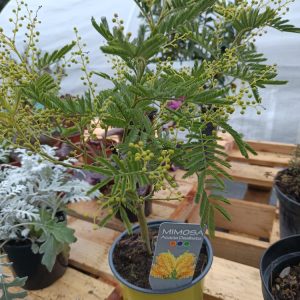 Mimosa Acacia dealbata ‘Gaulois’ – Disponible au Jardin d’Alain, Bligny-lès-Beaune