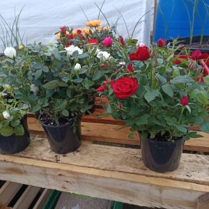 rosier miniature