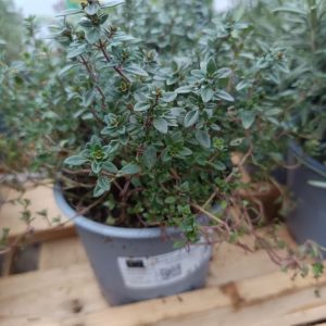 thym citronné
