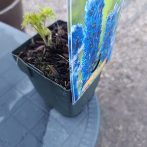 delphinium