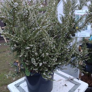 Erica arborea – Bruyère arborescente