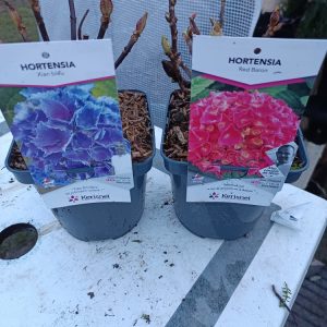 Hydrangea macrophylla – Pot 2 L – Hortensia à grandes fleurs
