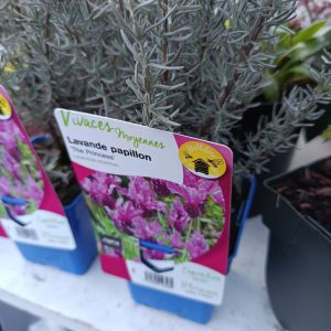 Lavande papillon (Lavandula stoechas) – Pot 1 L – Floraison violette parfumée