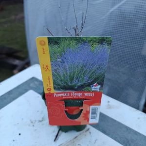 Perovskia (Arbre à sauge) – godet – Floraison violet‑bleu