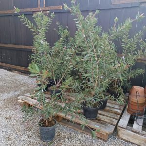 Callistemon( rince bouteille)