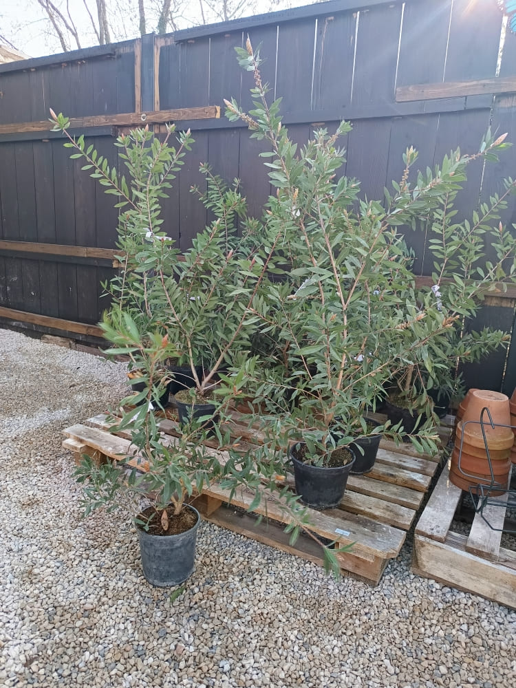 Callistemon à Bligny‑lès‑Beaune : le guide pour un jardin fleuri