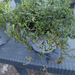 sarriette (Satureja) – Pot 1 L – Plante aromatique parfumée