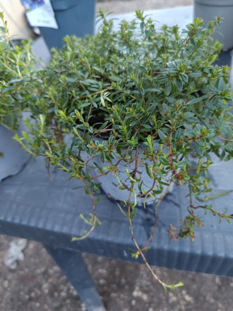 Les Plantes aromatiques