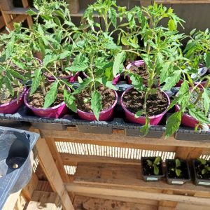 Tomate Cœur de Bœuf – Plant potager à gros fruits | Le Jardin d’Alain Bligny-lès-Beaune