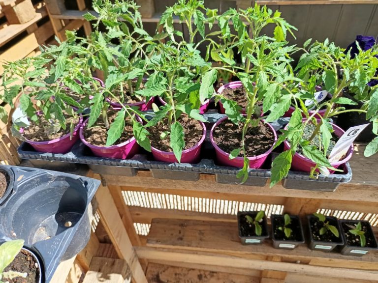 Plants de tomates à Beaune : Qualité, Choix et Conseils d&rsquo;Experts | Le Jardin d’Alain