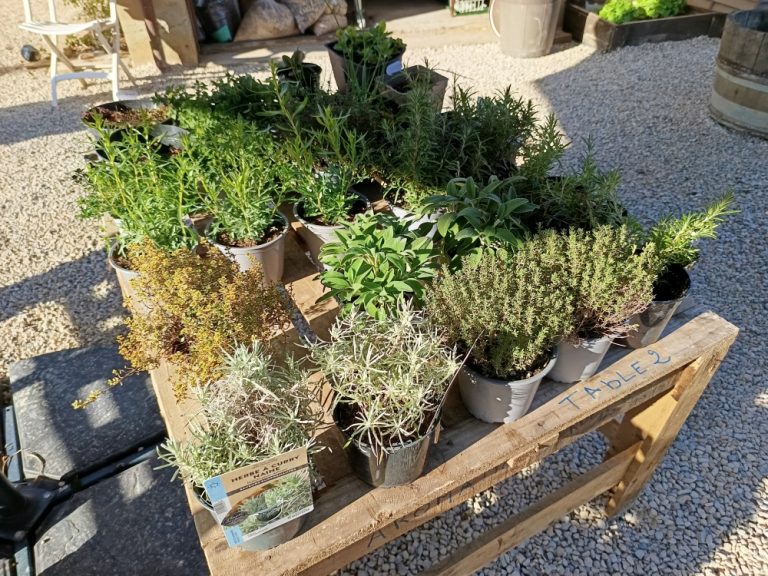 Marre des moustiques ? Créez votre bouclier naturel avec nos plantes aromatiques !