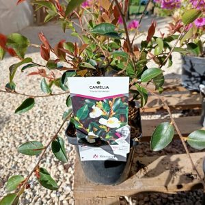 Camélia sasanqua ‘Stranokense’ – Arbuste d’automne à fleurs roses | Le Jardin d’Alain Bligny-lès-Beaune