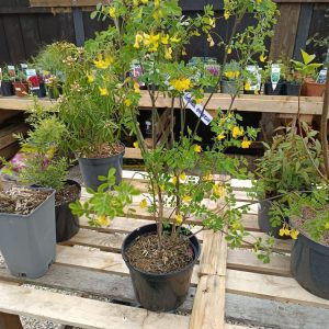 Coronille de Valence – Arbuste rustique à fleurs jaunes | Le Jardin d’Alain Bligny-lès-Beaune