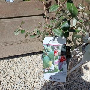 Feijoa sellowiana (Goyavier du Brésil) – Arbuste fruitier exotique à Beaune