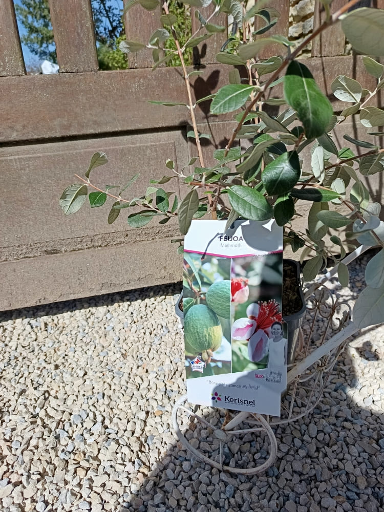 Feijoa sellowiana (Goyavier du Brésil) – Arbuste fruitier exotique à Beaune