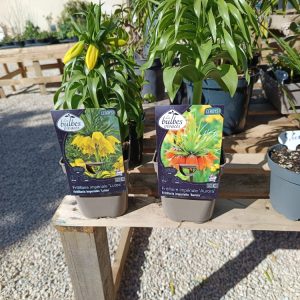 Fritillaire – Fritillaria – Bulbe à fleurs rustique – Vente locale