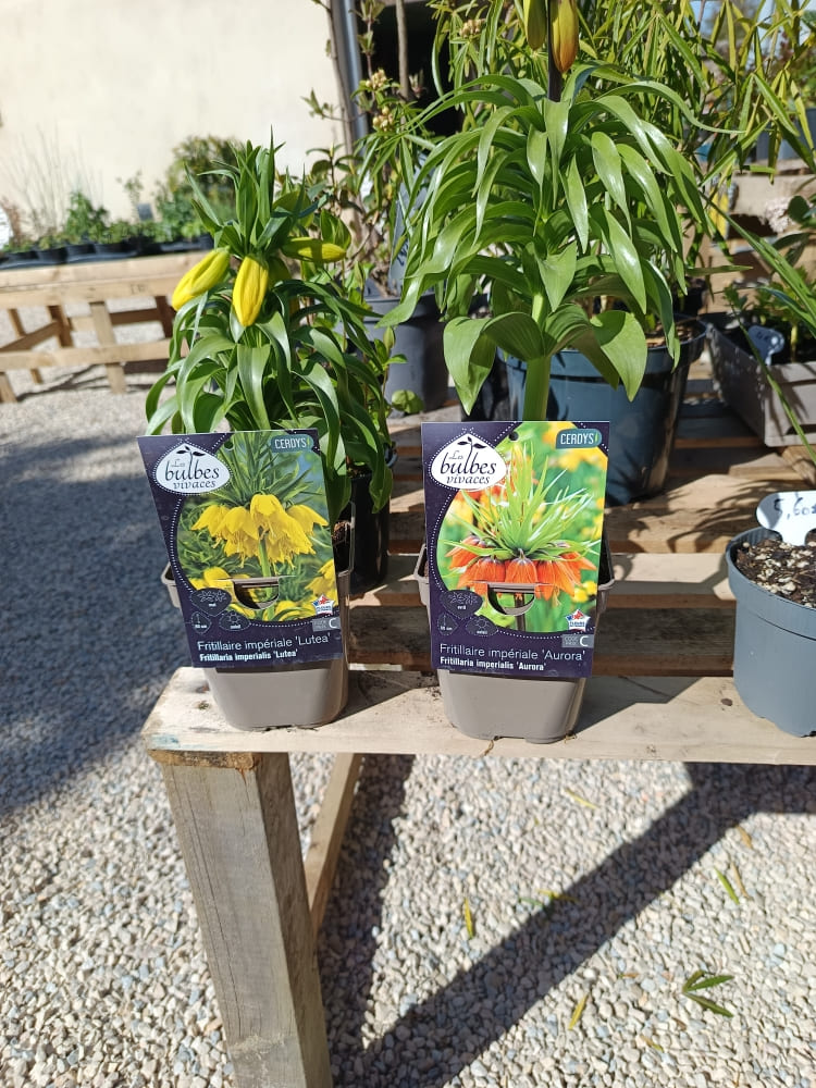 Fritillaire – Fritillaria – Bulbe à fleurs rustique – Vente locale