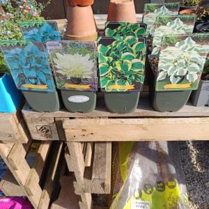 Hosta – Plante vivace d’ombre facile | Le Jardin d’Alain