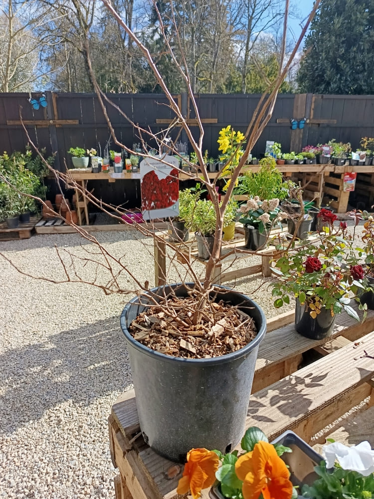 Le printemps arrive à la jardinerie Le Jardin d’Alain à Bligny-lès-Beaune