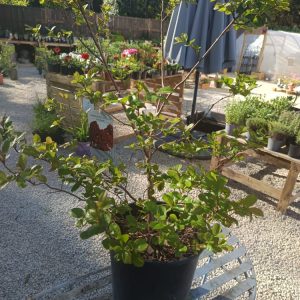 Lilas des Indes rouge (Lagerstroemia indica)10L à Beaune – Arbuste fleuri d’été