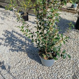 Osmanthus – Arbuste parfumé à fleurs | Le Jardin d’Alain Bligny-lès-Beaune