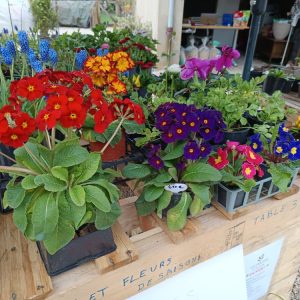 Primevère (Primula) – Plante fleurie de saison