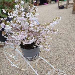 Prunus incisa – Cerisier du Japon nain