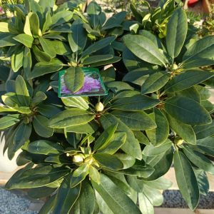 Rhododendron – Arbuste persistant à floraison spectaculaire | Le Jardin d’Alain Bligny-lès-Beaune