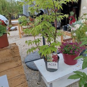 Érable du Japon ‘Osakazuki’ (Acer palmatum) Bligny les Beaune