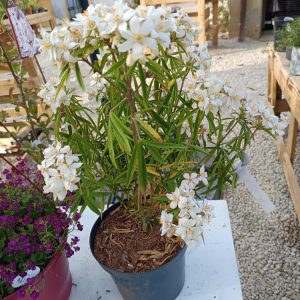 Oranger du Mexique – Choisya ternata