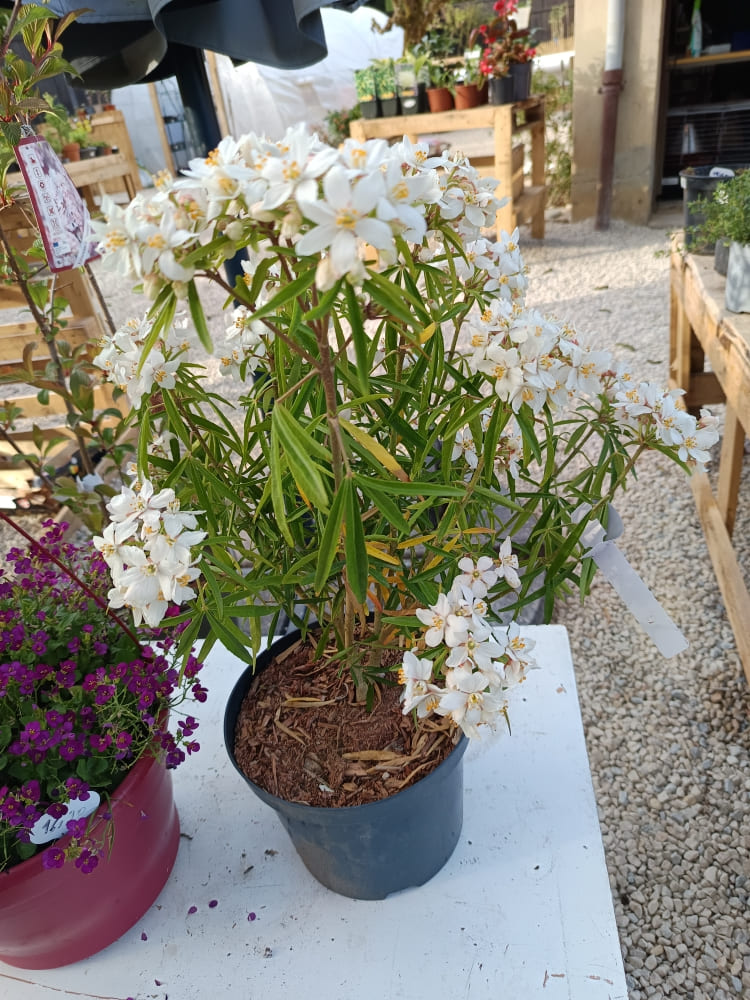 Oranger du Mexique – Choisya ternata