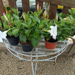 Dipladénia (Mandevilla) – Plante grimpante fleurie d’été