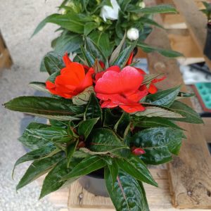 Impatiens de Nouvelle-Guinée – Le Jardin d’Alain